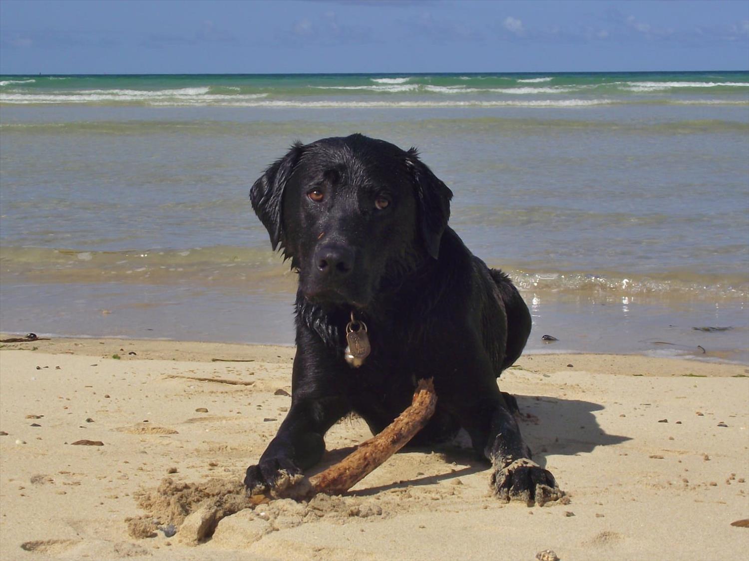 Black Labrador with a stick on a sandy beach in Cornwall