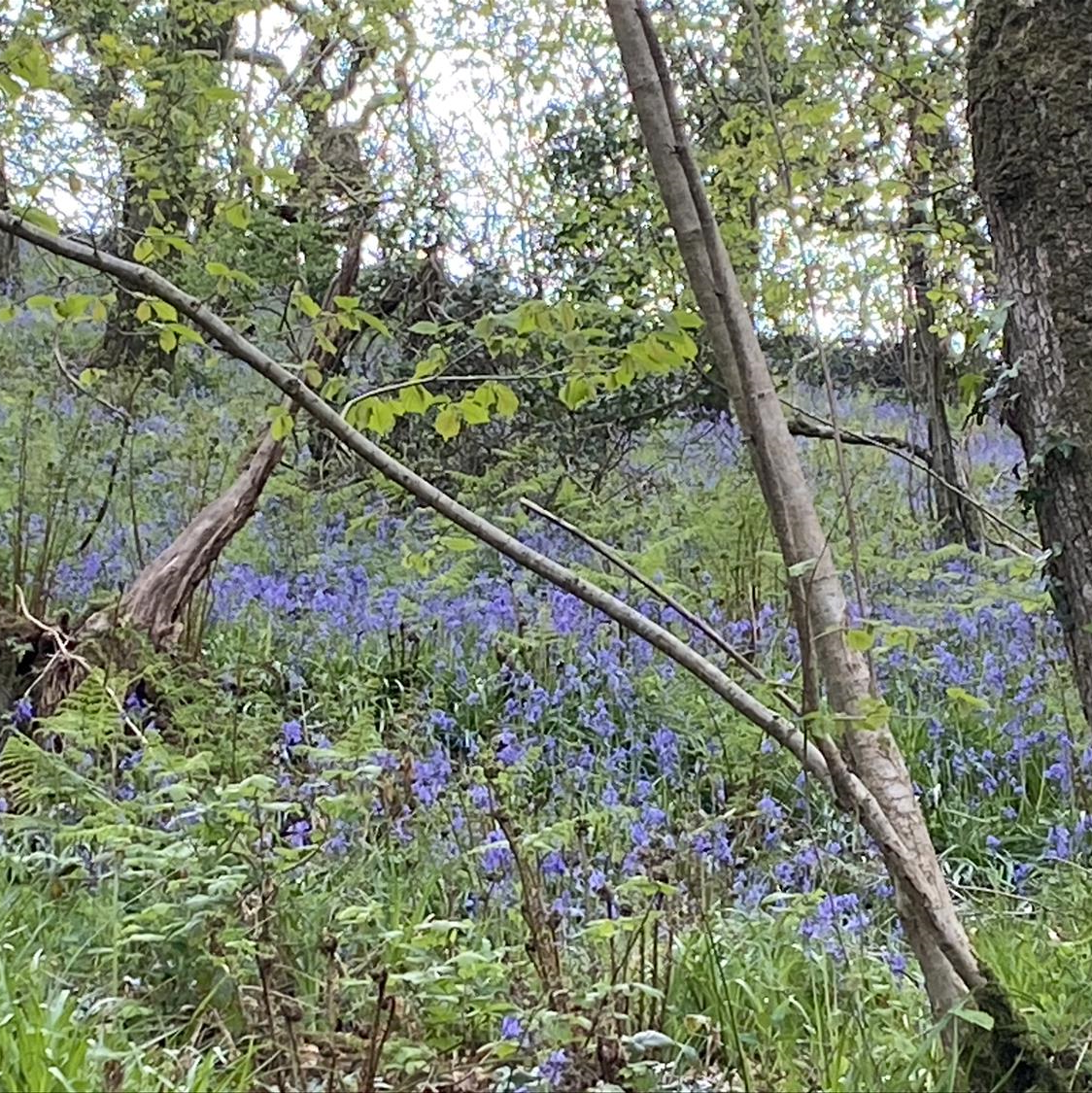 Bluebells in amongst the trees in Minster Wood, Boscastle, Cornwall