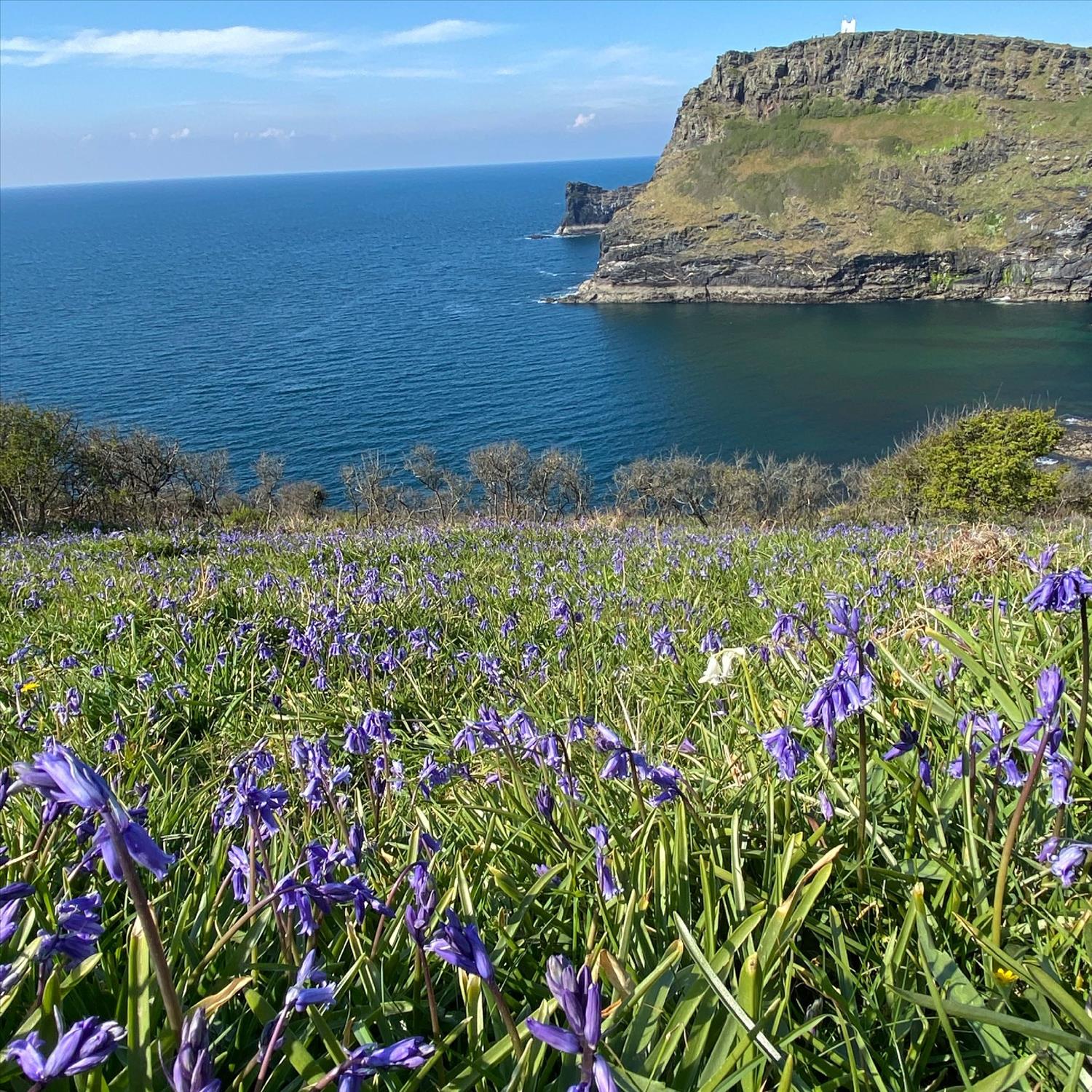 Bluebells in Boscastle, with the deep blue of the Atlantic Ocean in the background