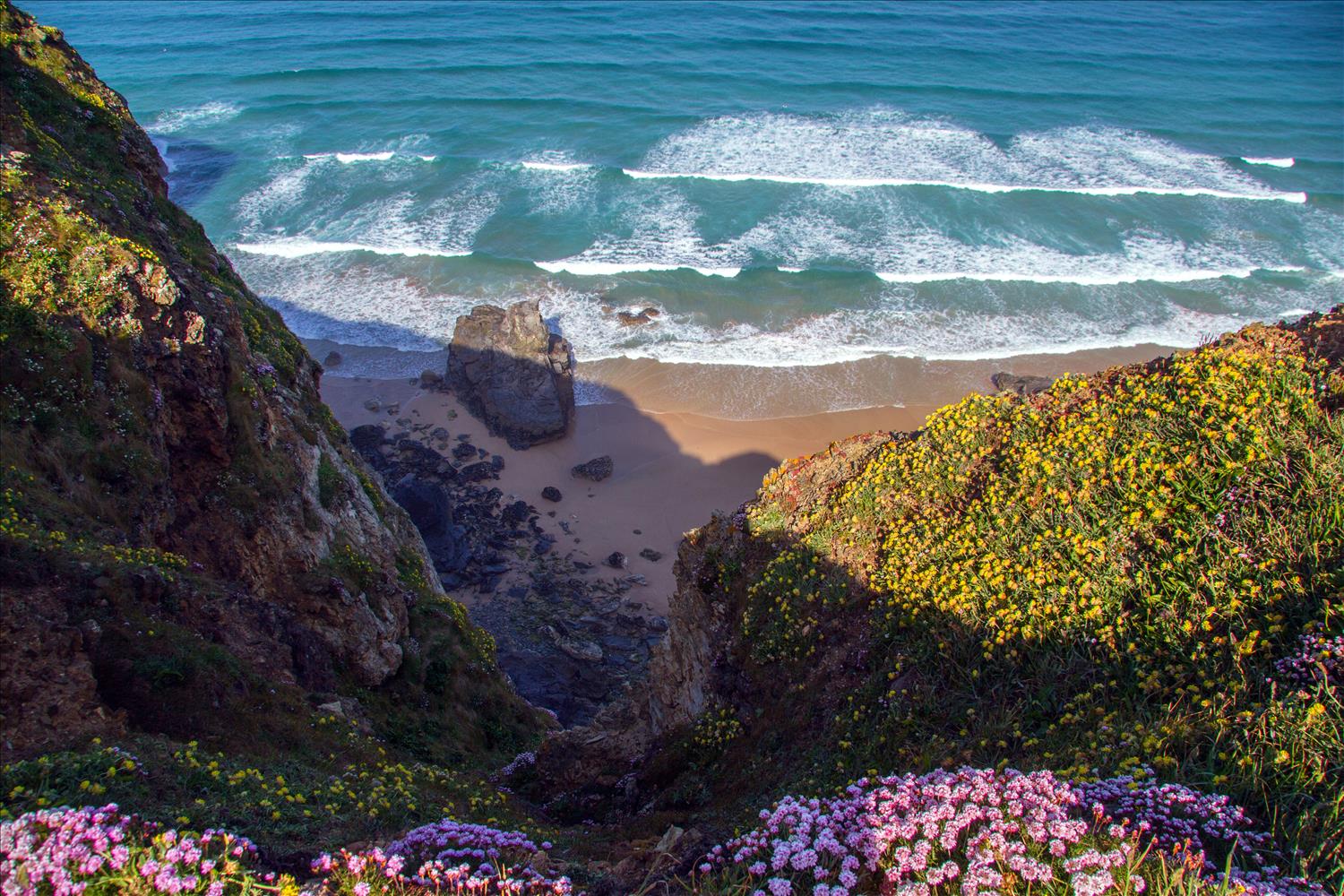 A view from the South West Coastal Path, Cornwall, of a sandy cove at the bottom of a steep cliff, with purple heather in the foreground. 