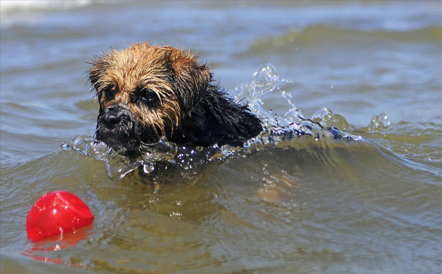 A Yorkshire Terrier pursuing a bright red ball as it bobbles in the sea off the Cornish coast.