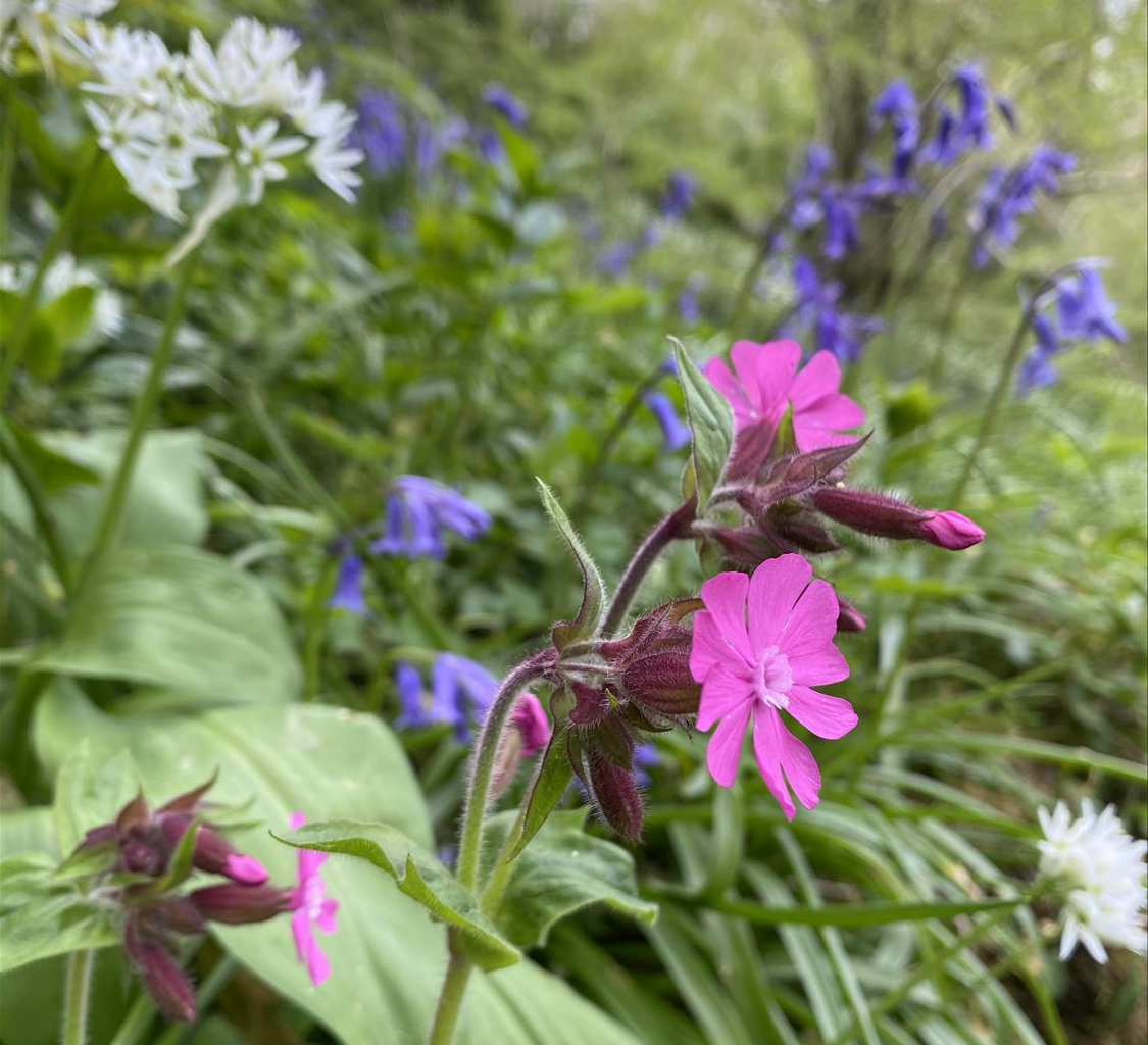 Pink and blue flowers in Minster Wood, Boscastle