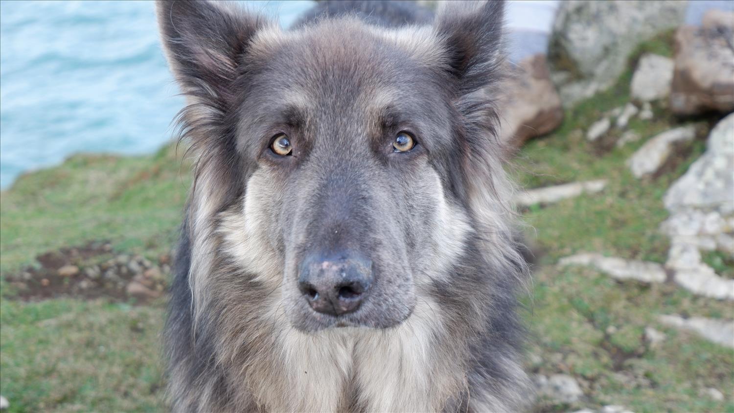 Close-up of a german shepherd dog's face, with his long hair fluffed out by the wind, with the rocks and sea of North Cornwall's spectacular coastline blurred out in the background