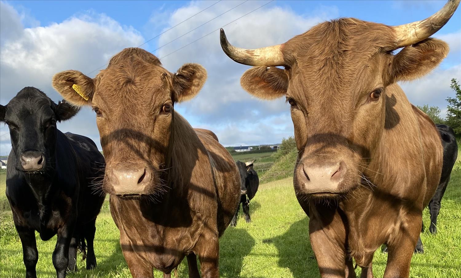 cows in the field looking in to Polrunny Farm holiday cottages' sea view breakfast garden