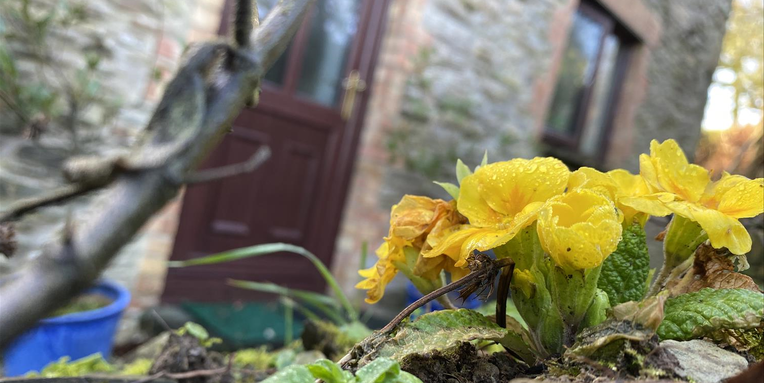Yellow spring flowers in close focus, with the stone frontage of Blackberry Cottage, one of Polrunny Farm's four holiday cottages, in the background.