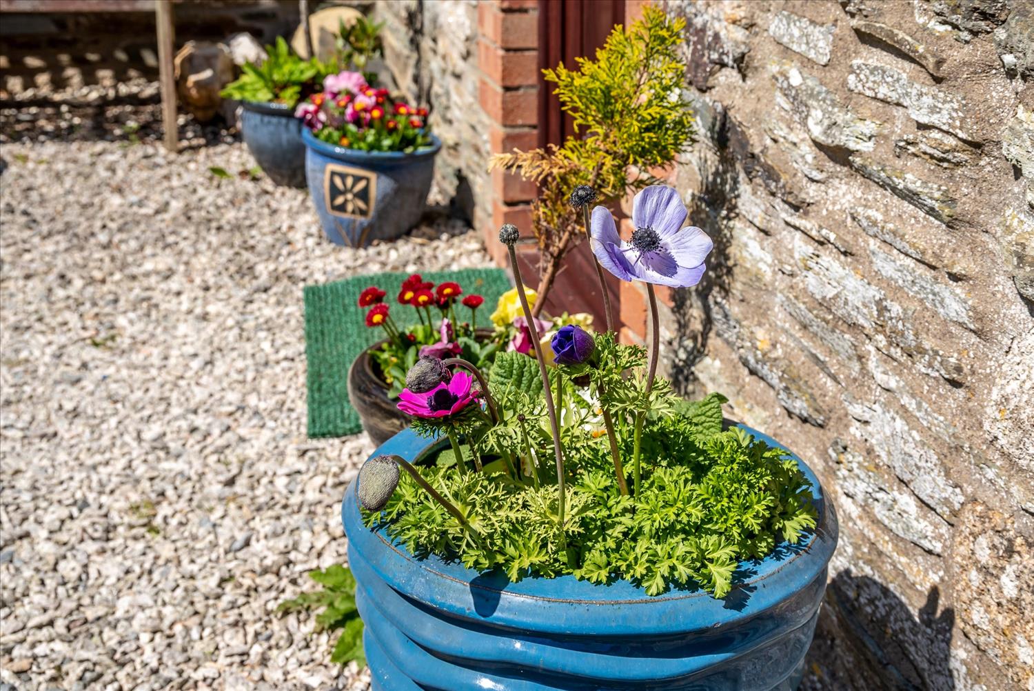 Flowers at Polrunny Farm Holiday Cottages with a sea view, Boscastle, Cornwall