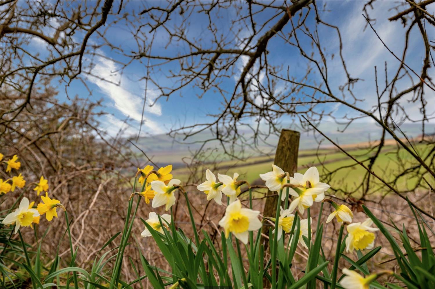 Daffodils in Polrunny Farm holiday cottages garden Cornwall