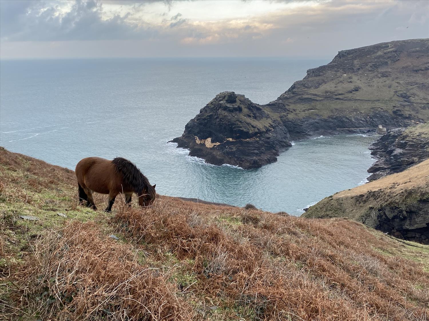 Ponies on the hillside overlooking Boscastle harbour near Polrunny Farm Holiday Cottages with a sea view cornwall