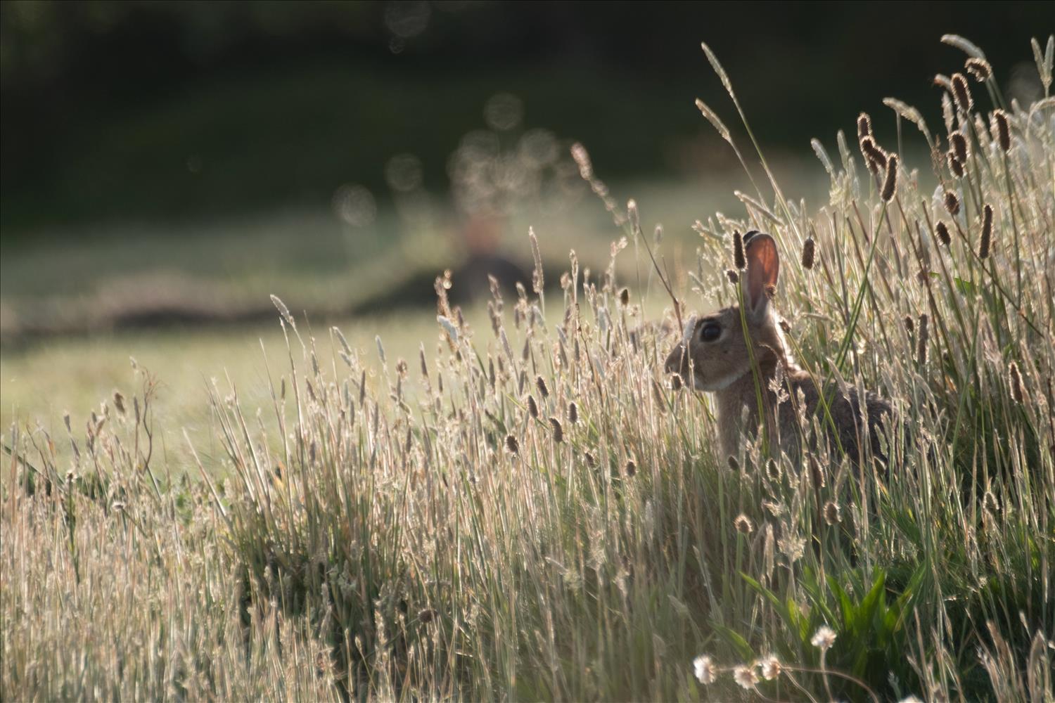 A rabbit in the long grass, its' ears translucent in the sun