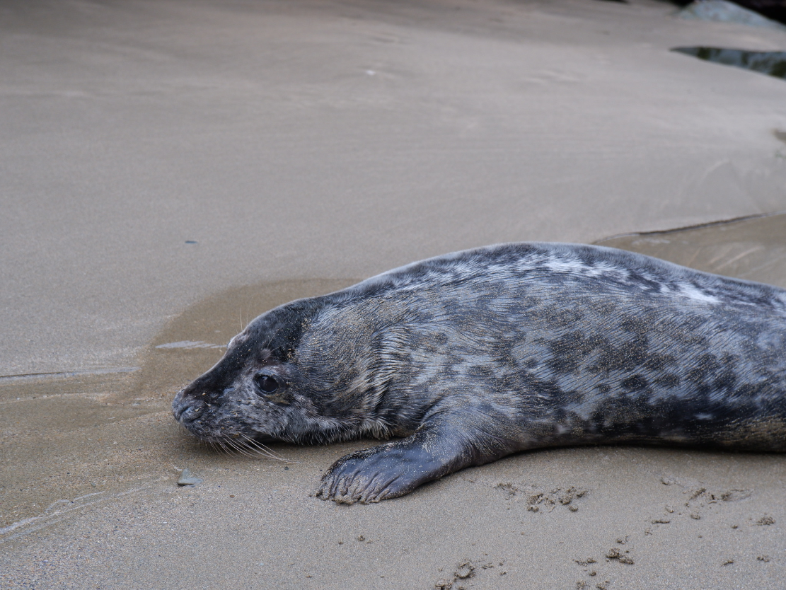 Seals often frequent Bossiney Beach. local to Polrunny Farm Holiday Cottages, Cornwall.