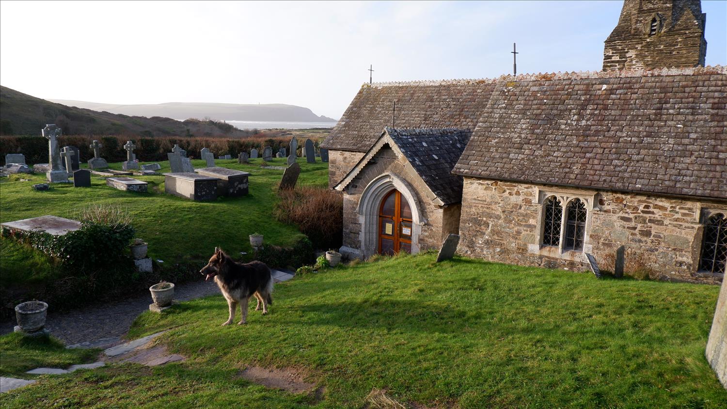 A german shepherd dog exploring St Enodoc Church and graveyard, the resting place of Sir John Betjeman, with the sun setting over the Camel Estuary in the background