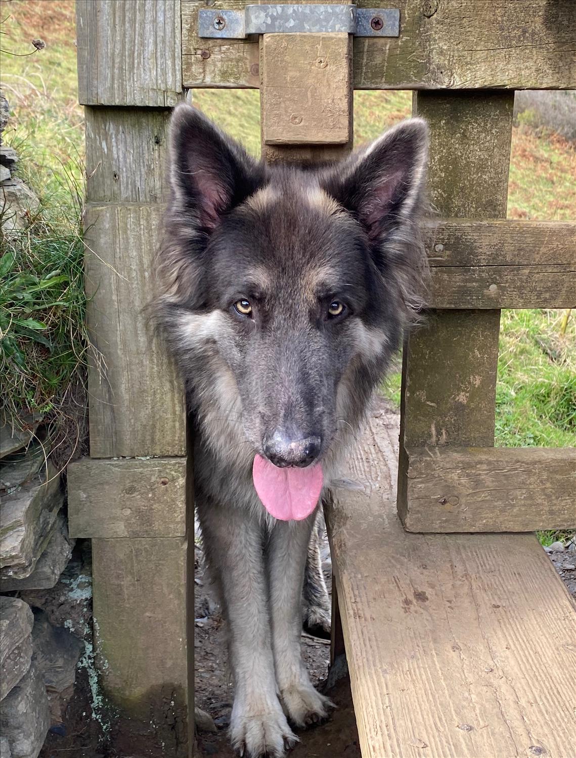 A German Shepherd dog looks through the wooden slats of a stile on the SW Coast Path in North Cornwall