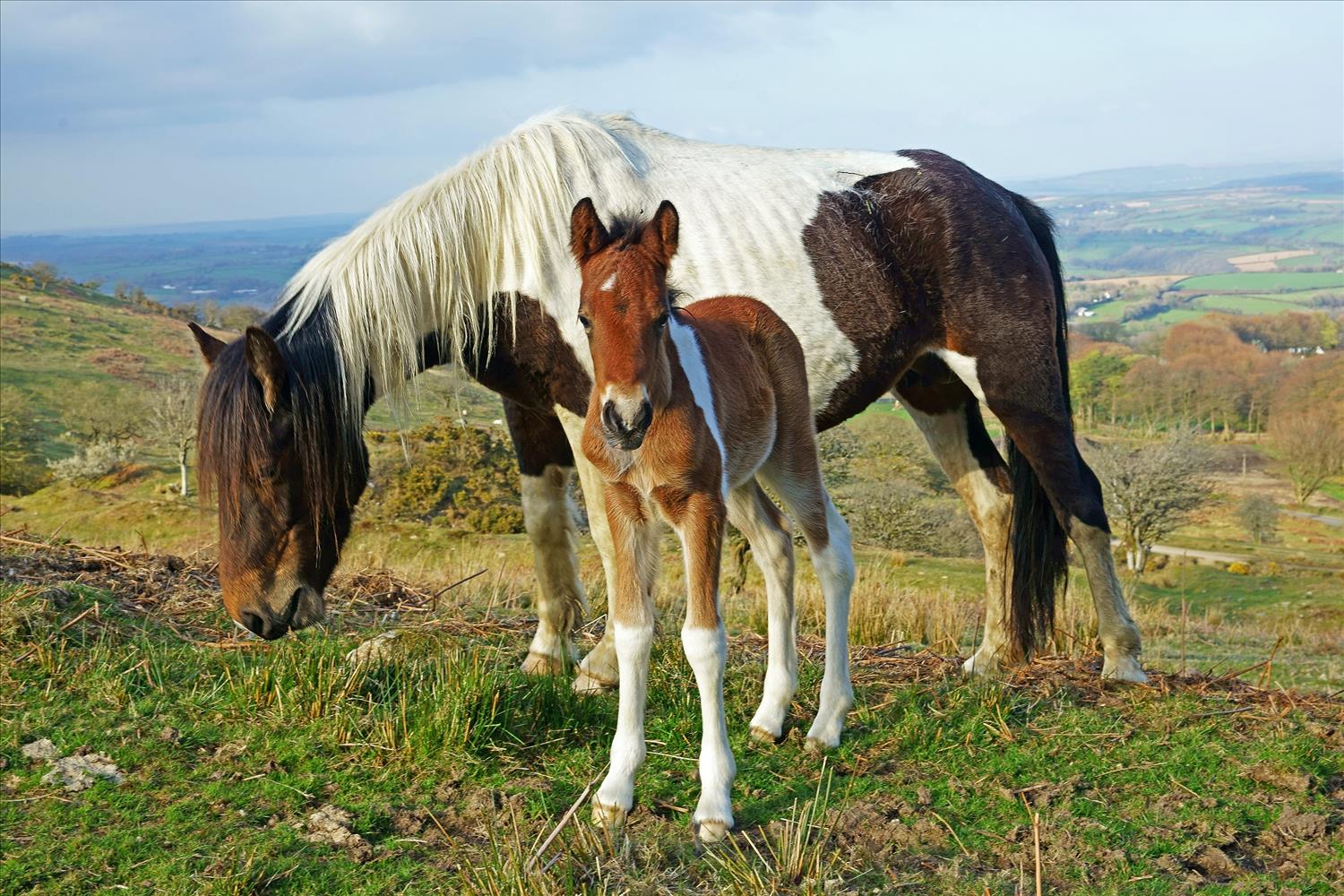 Mother with a beautiful white mane stands with her foal on Bodmin Moor, with expansive fields and countryside visible behind them