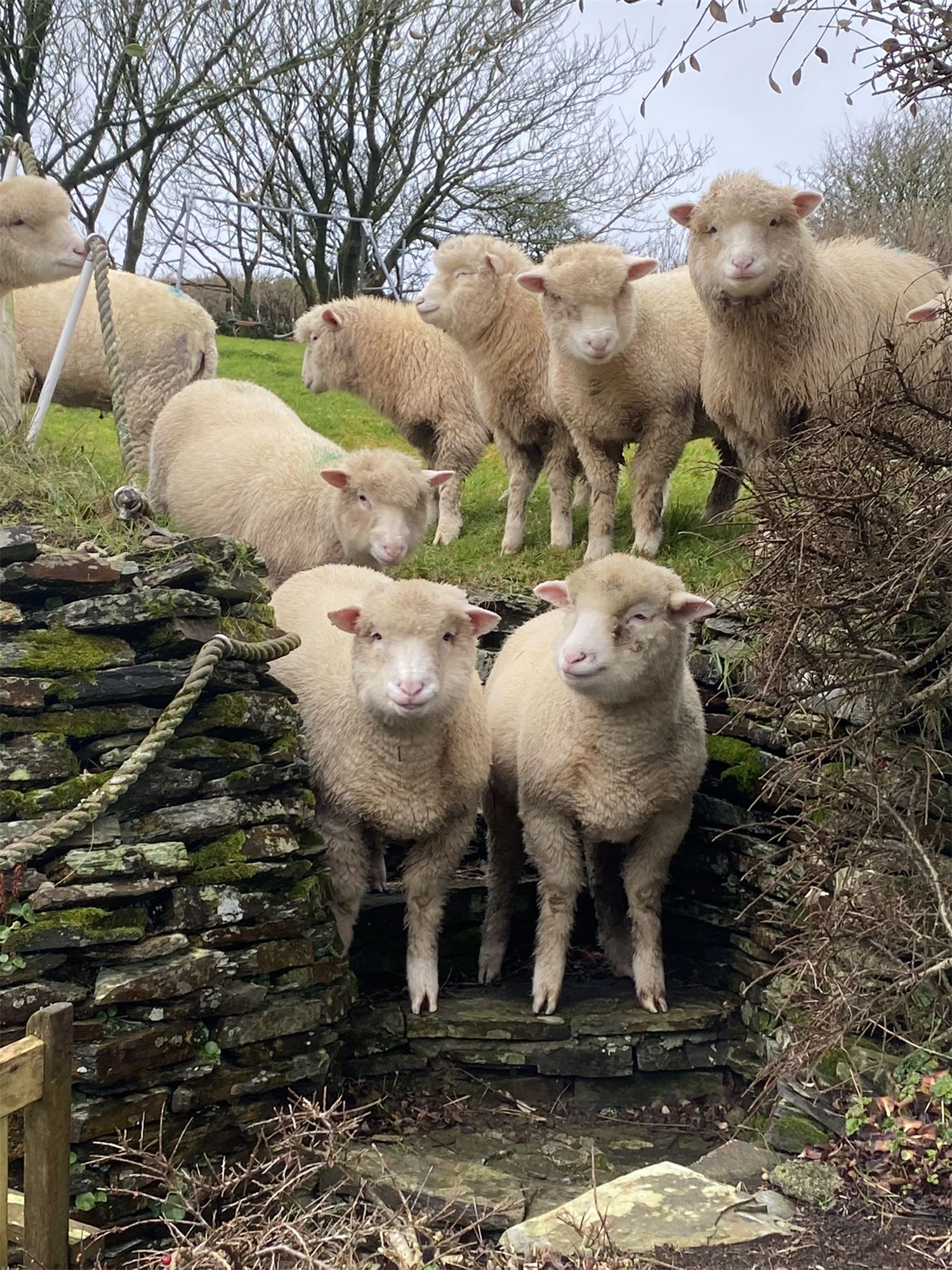 Sheep invading Polrunny Farm's garden