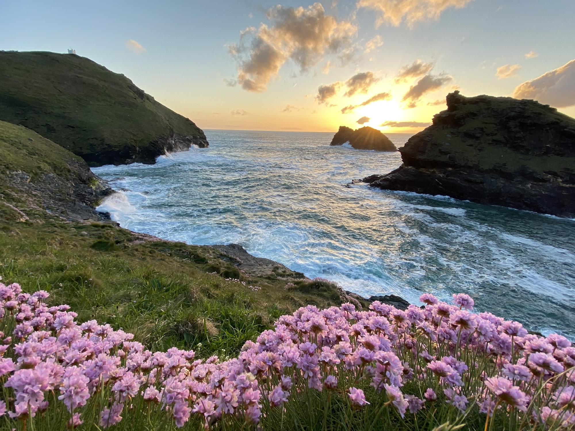 Sea pinks glow as the sun sets over Boscastle harbour near Polrunny Farm holiday cottages