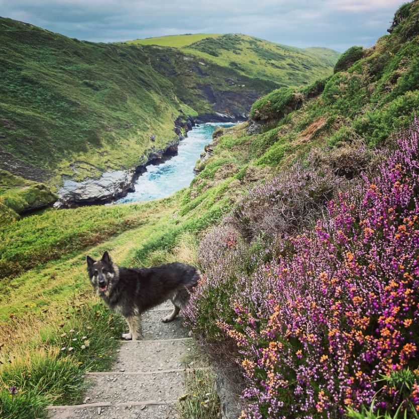 The south west coast path near Boscastle - Polrunny Farm Holiday Cottages best walking holiday in Cornwall