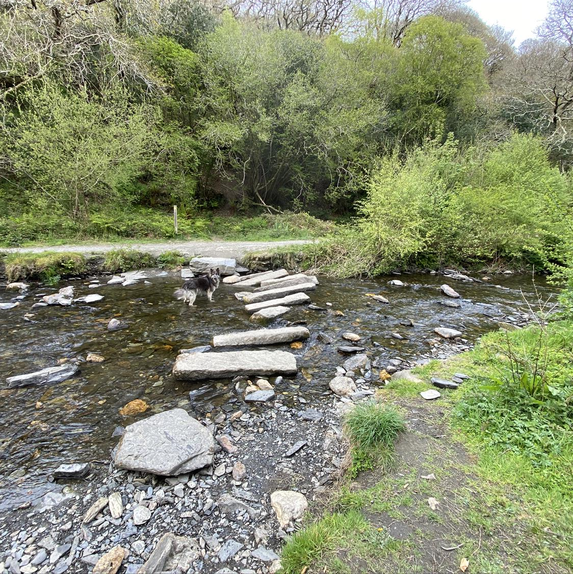 Stepping stones over the Jordan River on the walk from Polrunny Farm around Boscastle, Cornwall