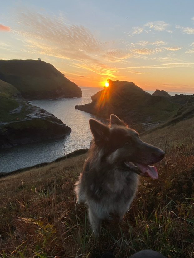 German shepherd dog on the South West Coast Path as the sun sets. Polrunny Farm holiday cottages are the best dog-friendly walking holiday in Cornwall.