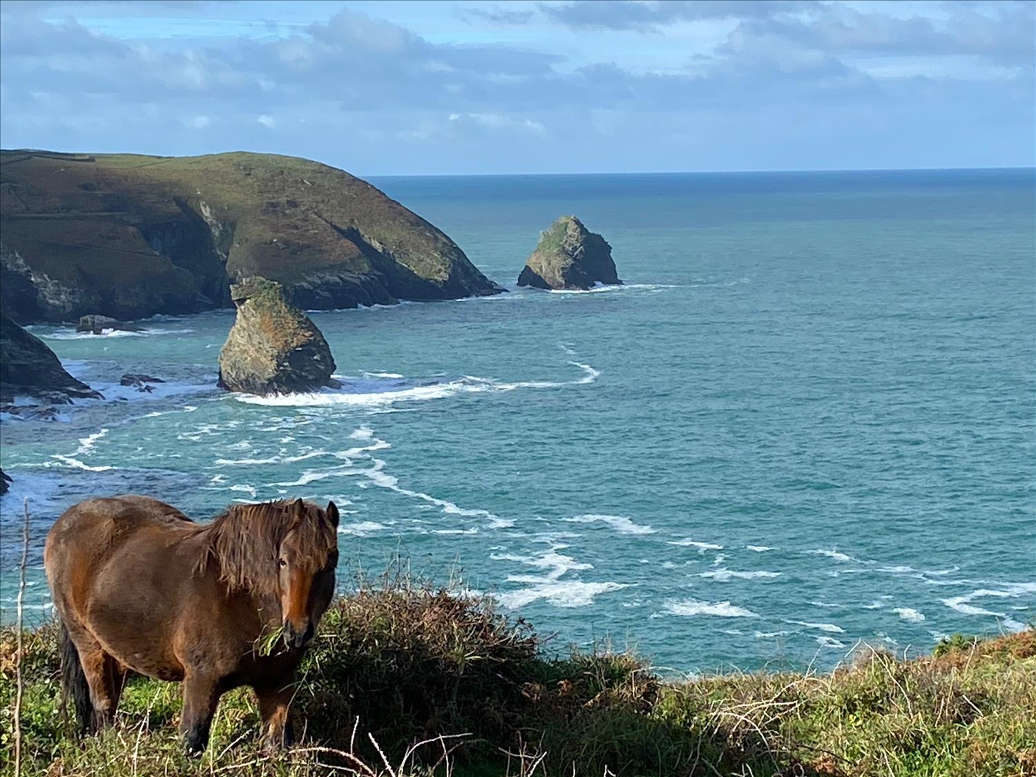 In the foreground, a pony enjoying a healthy breakfast. In the background, Cornwall's Atlantic coastline between Boscastle and Tintagel